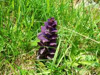 Alpenflora &ndash; &copy; Steffen Mucke (Eberhardt TRAVEL)