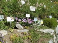 im Alpengarten &ndash; &copy; Gisela Preuß (Eberhardt TRAVEL)