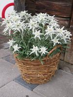179 Grindelwald - Edelweiss am Hotel &ndash; &copy; Annette Weise (Eberhardt TRAVEL)