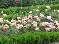 187 Ausflug nach Bern - Rosengarten &ndash; &copy; Annette Weise (Eberhardt TRAVEL)