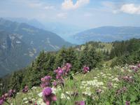 Schynige Platte- &ndash; &copy; Gisela Gerlach (Eberhardt TRAVEL)