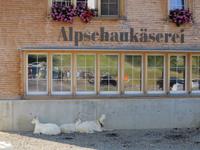 Käserei &ndash; &copy; Sabine Letzybyll (Eberhardt TRAVEL)