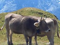 Grindelwald_Fahrt zum First und Wanderung zum Bachalpsee &ndash; &copy; Gisela Gerlach (Eberhardt TRAVEL)