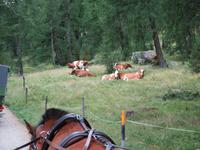 0049 Glacier-Bernina-Express- Kutschfahrt ins Val Roseg &ndash; &copy; Annette Weise (Eberhardt TRAVEL)