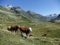 Auf dem Julierpass &ndash; &copy; Martina Pötschke (Eberhardt TRAVEL)