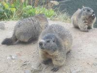 Murmeltiere &ndash; &copy; Gisela Gerlach (Eberhardt TRAVEL)