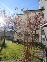 169 Silvester im Berner Oberland - Ortsrundgang in Interlaken - Blühende Sträucher am Neujahrstag &ndash; &copy; Annette Weise (Eberhardt TRAVEL)
