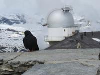 Glacier-Bernina-Reise, Ausflug auf den Gornergrat - Bergdohle &ndash; &copy; Annette Weise (Eberhardt TRAVEL)