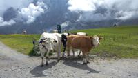 Grindelwald, Wanderung entlang des Panoramaweges &ndash; &copy; Gisela Gerlach (Eberhardt TRAVEL)