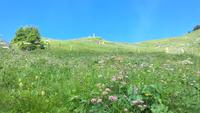 Schynige Platte &ndash; &copy; Gisela Gerlach (Eberhardt TRAVEL)