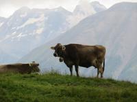192 Wanderung zur Riederalp &ndash; &copy; Annette Weise (Eberhardt TRAVEL)
