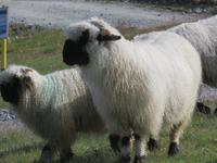 251 Blauherd - Schwarznasen-Schafe &ndash; &copy; Annette Weise (Eberhardt TRAVEL)