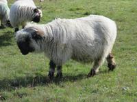 253 Blauherd - Schwarznasen-Schafe &ndash; &copy; Annette Weise (Eberhardt TRAVEL)