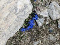 263 Rothorn - Frühlings-Enzian &ndash; &copy; Annette Weise (Eberhardt TRAVEL)