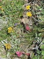 280 Wanderung auf dem Blumenweg von Blauherd nach Sunnegga &ndash; &copy; Annette Weise (Eberhardt TRAVEL)