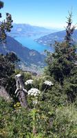 Schynige Platte &ndash; &copy; Katrin Deutschbein (Eberhardt TRAVEL)