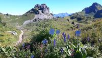 Schynige Platte (Alpengarten)