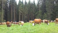 Emmental &ndash; &copy; Gisela Gerlach (Eberhardt TRAVEL)
