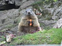 Die Möhre schmeckt &ndash; &copy; Martina Pötschke (Eberhardt TRAVEL)