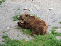 Eiger, Mönch, Jungfrau - Ausflug nach Bern - Bären im Bärenpark &ndash; &copy; Annette Weise (Eberhardt TRAVEL)