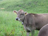Ausflug zum Stoos und Fronalpstock - &ndash; &copy; Annette Weise (Eberhardt TRAVEL)