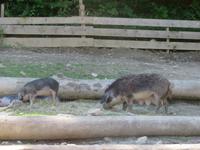 Besuch des Schweizerischen Freilichtmuseums Ballenberg- Wollschweine &ndash; &copy; Annette Weise (Eberhardt TRAVEL)