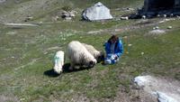 Zermatt, Rothorn, Wanderung entlang des Blumenwegs &ndash; &copy; Gisela Gerlach (Eberhardt TRAVEL)