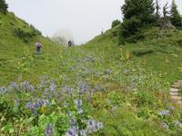 Auf der Schynigen Platte  - Alpengarten &ndash; &copy; Annette Weise (Eberhardt TRAVEL)
