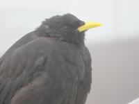 Auf dem Pilatus - Bergdohle &ndash; &copy; Annette Weise (Eberhardt TRAVEL)