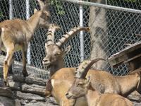 Haderbahn - Alpenwildpark - Steinböcke &ndash; &copy; Annette Weise (Eberhardt TRAVEL)