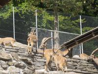 Haderbahn - Alpenwildpark - Steinböcke &ndash; &copy; Annette Weise (Eberhardt TRAVEL)