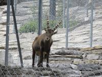 Haderbahn - Alpenwildpark - Steinböcke &ndash; &copy; Annette Weise (Eberhardt TRAVEL)