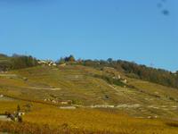 Weingebiet Lavaux &ndash; &copy; Kerstin Hugel (Eberhardt TRAVEL)