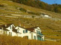 Weingebiet Lavaux &ndash; &copy; Kerstin Hugel (Eberhardt TRAVEL)