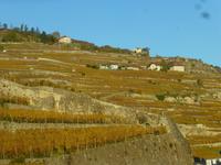 Weingebiet Lavaux &ndash; &copy; Kerstin Hugel (Eberhardt TRAVEL)