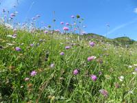 Riederalp - Bergblumen &ndash; &copy; Annette Weise (Eberhardt TRAVEL)