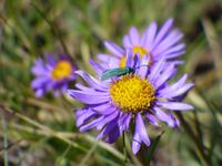 Zermatt - Wanderung auf dem Blumenweg - Matterhorn - Alpenaster &ndash; &copy; Annette Weise (Eberhardt TRAVEL)
