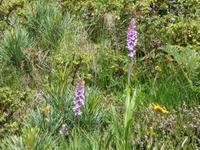 Zermatt - Wanderung auf dem Blumenweg - Matterhorn - wilde Orchidee &ndash; &copy; Annette Weise (Eberhardt TRAVEL)