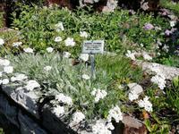 Im Alpengarten &ndash; &copy; Martina Pötschke (Eberhardt TRAVEL)