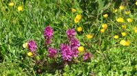 Alpenblumen &ndash; &copy; Kerstin Hugel (Eberhardt TRAVEL)
