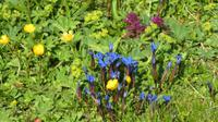 Alpenblumen &ndash; &copy; Kerstin Hugel (Eberhardt TRAVEL)