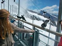 Jungfraujoch &ndash; &copy; Steffen Mucke (Eberhardt TRAVEL)
