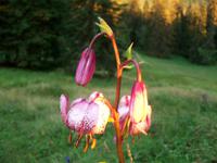 Alpenflora &ndash; &copy; Steffen Mucke (Eberhardt TRAVEL)