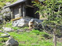 Grimselpaß &ndash; &copy; Gisela Gerlach (Eberhardt TRAVEL)
