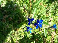 Alpenflora &ndash; &copy; Steffen Mucke (Eberhardt TRAVEL)