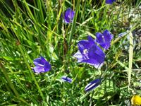 Alpenflora &ndash; &copy; Steffen Mucke (Eberhardt TRAVEL)