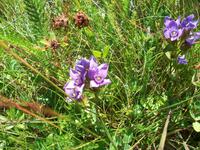 Alpenflora &ndash; &copy; Steffen Mucke (Eberhardt TRAVEL)