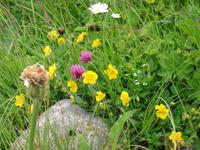 im Alpengarten &ndash; &copy; Gisela Preuß (Eberhardt TRAVEL)