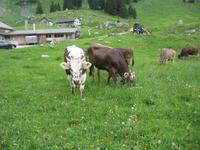 Schwägalp &ndash; &copy; Ralf Kuchenbecker (Eberhardt TRAVEL)
