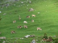 Schwägalp &ndash; &copy; Annette Weise (Eberhardt TRAVEL)